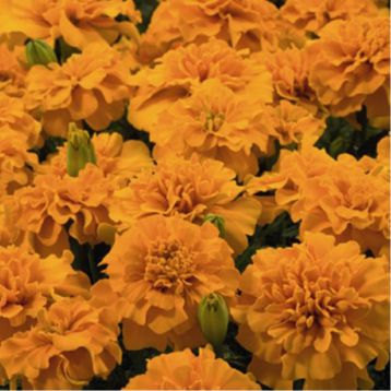 Бархатцы Маленький герой оранжевые (Orange)