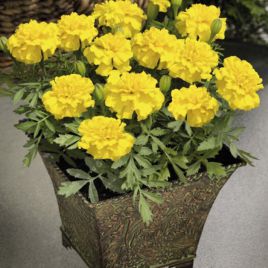 Бархатцы Маленький герой желтые (yellow)