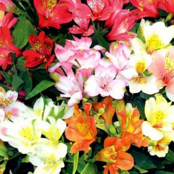 Альстромерия Перуанская красавица смесь (mix)