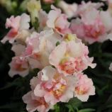 Левиний зів (антірінум) махровий Твіні F1 яблуневий цвіт