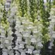 Опус F1 семена антирринума белый фреш однол. (Syngenta)