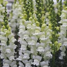 Опус F1 семена антирринума белый фреш однол. (Syngenta)
