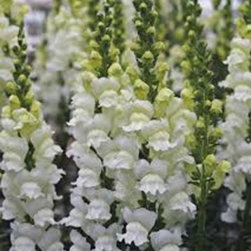 Опус F1 семена антирринума белый фреш однол. (Syngenta)