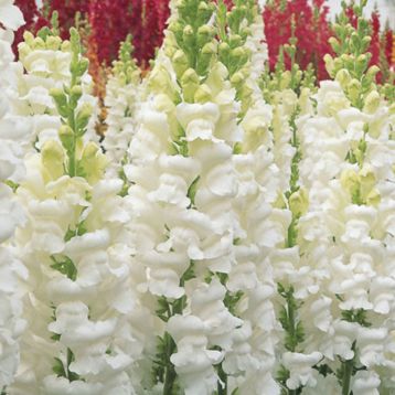 Опус F1 белый семена антирринума однол. (Syngenta)