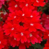 Вербена гибридная Обсешн красная семена (Syngenta)