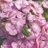 Диабунда F1 пинк семена гвоздики турецкой дражированные (Syngenta)