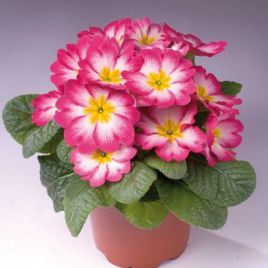 Примула Пионер F1 Pink Flame (розовое пламя)