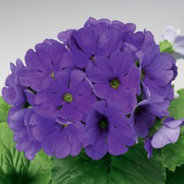 Примула Либре F1 темно-синей (Dark Blue)