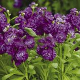 Хот Кейк семена левкоя пурпурного (Pan American)