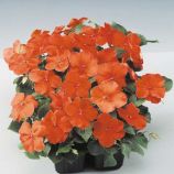 Бальзамин Баланс F1 оранжевый