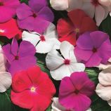 Катарантус Кора Каскад F1 суміш (mix)