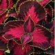Бамбино Скарлет (Bambino Scarlet) семена колеуса (Coleus) (Kitano Seeds) НЕТ СЕМЯН