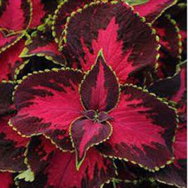 Бамбино Скарлет (Bambino Scarlet) семена колеуса (Coleus) (Kitano Seeds) НЕТ СЕМЯН
