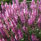 Мерло розовая семена сальвии (Syngenta)