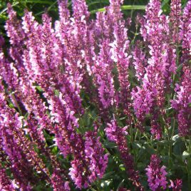 Мерло розовая семена сальвии (Syngenta)