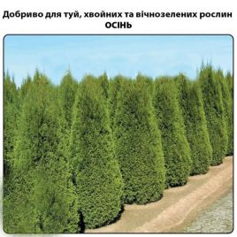 Для туй, хвойных и вечнозеленых растений ОСЕНЬ минеральное удобрение