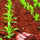 Мінеральне добриво для овочів універсальне (Деметра)