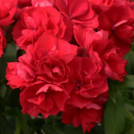 Флокс Промис скарлет