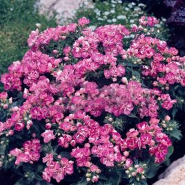 Флокс Промис лиловый (lilac)