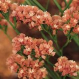 Статица КИС абрикосовый Эприкот