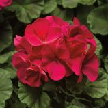 Пинто F1 фиолетовой семена пеларгонии (Syngenta)