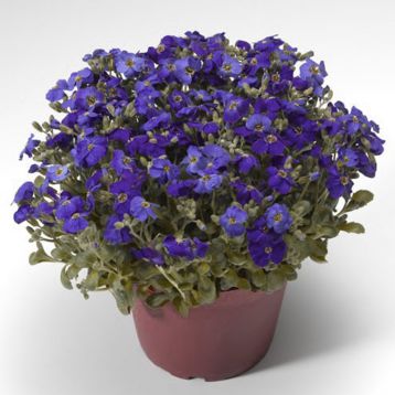 Обриета Одри F1 Blue Shades