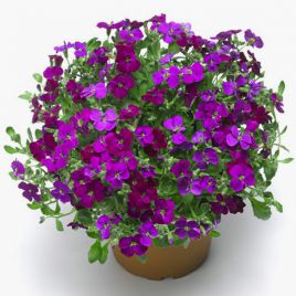 Обриета Одри F1 Dark Purple