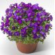 Обриета Одри F1 Purple Shades (пурпурный с прожилками)