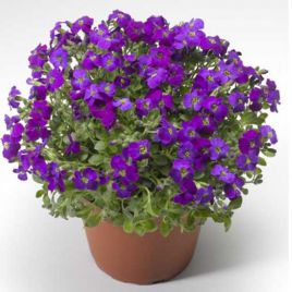 Обриета Одри F1 Purple Shades (пурпурный с прожилками)