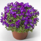 Обрієта Одрі F1 Purple Shades (пурпурний із прожилками)
