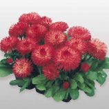 Маргаритка Хабанера червона (red)