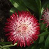 Хабанера семена маргаритки белой с красным (Benary)