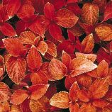 Визард сансет семена колеуса (Pan American)