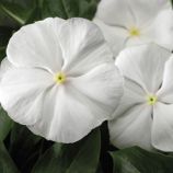 Катарантус СанШторм F1 белый (white)