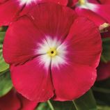 Катарантус СанШторм F1 ред хеллоу