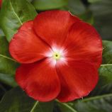 Катарантус СанШторм F1 Скарлет виз ай