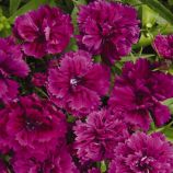 Династия F1 орхид семена гвоздики турецкой махровой (Pan American)