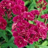 Династия F1 пурпурная семена гвоздики турецкой махровой (Pan American)