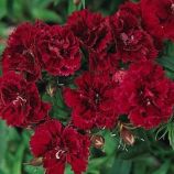 Династия F1 красная семена гвоздики турецкой махровой (Pan American)