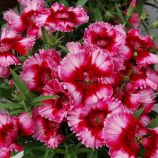 Гвоздика Диана F1 кримсон пикоте