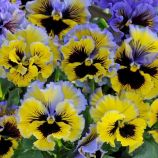 Віола віттрока Фрізлі Сізлі F1 жовто-синя