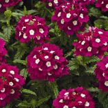 Тускани семена вербены гибридной бургунд с глазком (Syngenta)