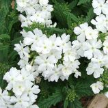 Обсешн F1 семена вербены гибридной белой (Syngenta)