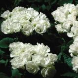 Примула Примлет F1 белый (white)