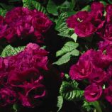 Примула Примлет F1 пурпурная (Purple)