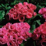 Примула Примлет F1 розовая с ободком