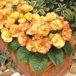 Примула Прімлет F1 санрайз