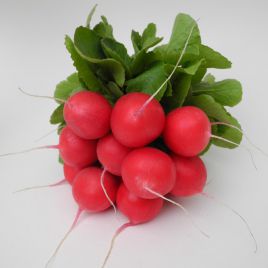 Соляріс F1 насіння редиски ранньої (Leda Agro)