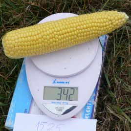 1525 F1 семена кукурузы суперсладкой Sh2 ультраранней 72 дн. 25 см (Lark Seeds)