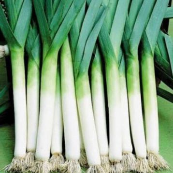 Насіння цибулі порей Американський ранній (Hortus)